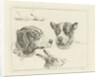 Study Sheet with two dog heads, paws dog and head of hare by Jan Dasveldt