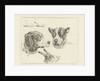 Study Sheet with two dog heads, paws dog and head of hare by Jan Dasveldt