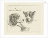 Study Sheet with two dog heads, paws dog and head of hare by Jan Dasveldt