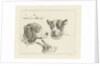 Study Sheet with two dog heads, paws dog and head of hare by Jan Dasveldt