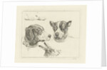 Study Sheet with two dog heads, paws dog and head of hare by Jan Dasveldt