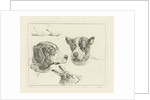 Study Sheet with two dog heads, paws dog and head of hare by Jan Dasveldt