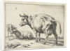 A cow by Paulus Potter