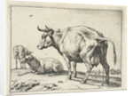 A cow by Paulus Potter