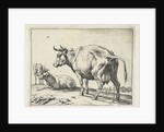 A cow by Paulus Potter