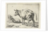 A cow by Paulus Potter