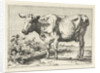 Cow with twisted horns by Paulus Potter
