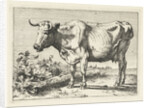 Cow with twisted horns by Paulus Potter