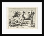 Cow with twisted horns by Paulus Potter