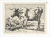 Cow with twisted horns by Paulus Potter