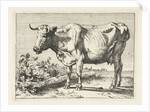 Cow with twisted horns by Paulus Potter
