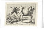 Cow with twisted horns by Paulus Potter