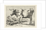 Cow with twisted horns by Paulus Potter