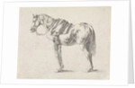 Saddled horse by Philips Wouwerman