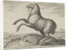 Horse from Scythia by Philips Galle