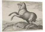 Horse from Scythia by Philips Galle