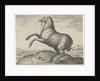 Horse from Scythia by Philips Galle