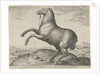 Horse from Scythia by Philips Galle