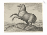 Horse from Scythia by Philips Galle