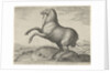 Horse from Scythia by Philips Galle