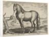 Horse from Brittany, Brittanus by Philips Galle