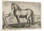 Horse from Brittany, Brittanus by Philips Galle