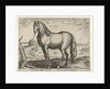 Horse from Brittany, Brittanus by Philips Galle