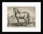Horse from Brittany, Brittanus by Philips Galle