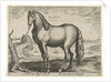 Horse from Brittany, Brittanus by Philips Galle