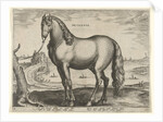 Horse from Brittany, Brittanus by Philips Galle