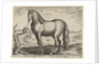 Horse from Brittany, Brittanus by Philips Galle