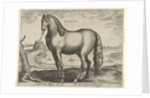 Horse from Brittany, Brittanus by Philips Galle