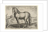 Horse from Brittany, Brittanus by Philips Galle