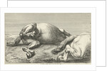 Two killed horses by unknown