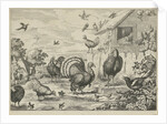 Different poultry and a turkey by Francis Barlow