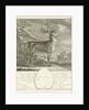 A deer by Johann Elias Ridinger