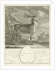 A deer by Johann Elias Ridinger