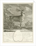 A deer by Johann Elias Ridinger