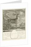 A deer by Johann Elias Ridinger