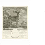 A deer by Johann Elias Ridinger
