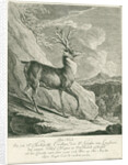 A deer by Johann Elias Ridinger