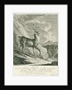 A deer by Johann Elias Ridinger