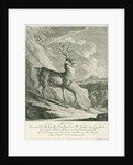 A deer by Johann Elias Ridinger