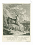A deer by Johann Elias Ridinger