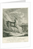 A deer by Johann Elias Ridinger