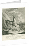 A deer by Johann Elias Ridinger