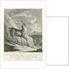 A deer by Johann Elias Ridinger