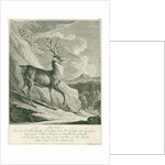 A deer by Johann Elias Ridinger