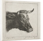 Head of a cow with rope around the horns by Jacobus Cornelis Gaal