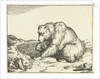 Sitting Bear, and profil by Marcus Gerards I